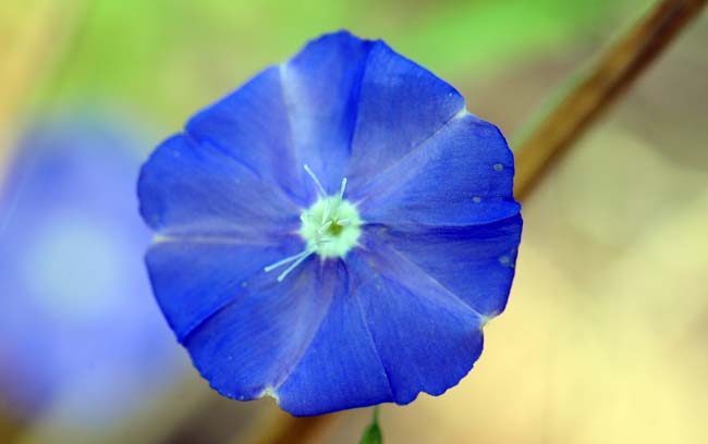 Evolvulus arizonicus, Arizona Blue-eyes, Southwest Desert Flora